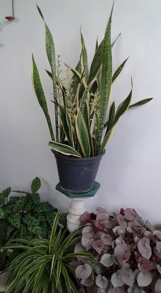 Snake Plant Lowlight